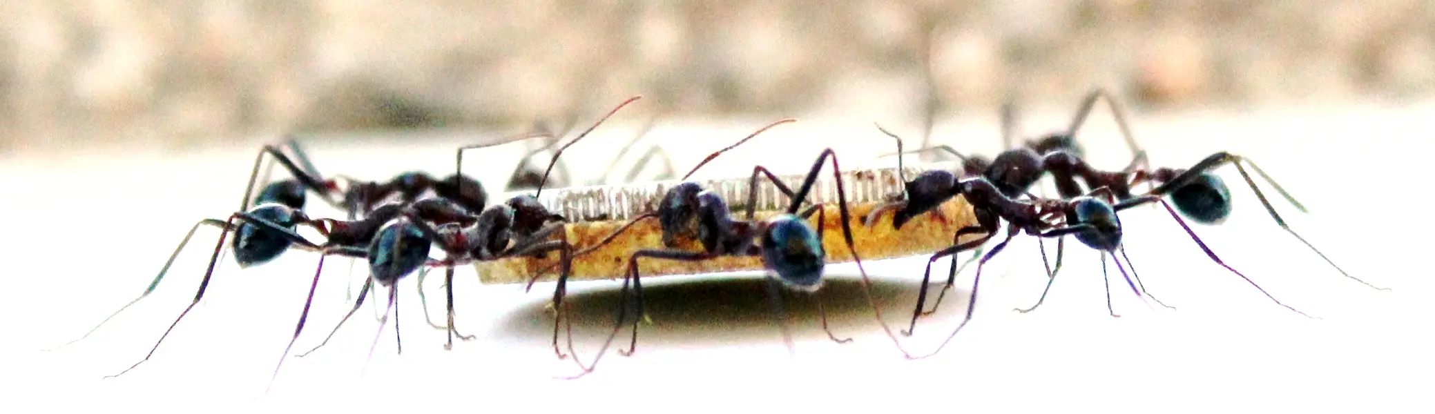 A photo looking from the side at a team of Novomessor cockerelli ants carrying a yellow disc-shaped load. Photo credit to Aurélie Buffin.