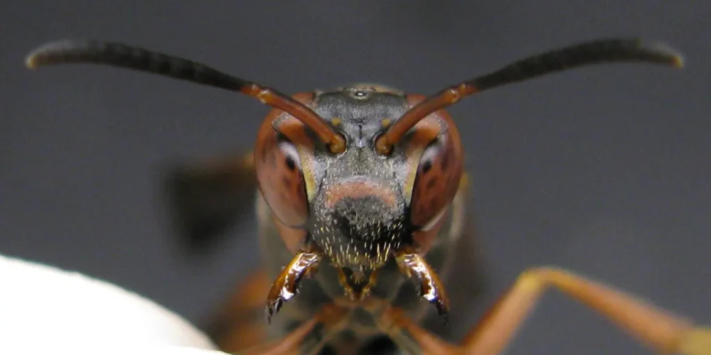 Polistes fuscatus paper wasp with mandibles and antennae flared out. Via Elizabeth Tibbetts.