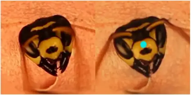 Two Polistes dominula paper-wasp faces next to each other, with the one on the right showing a small blue dot in the center of it. Image from Hatfield et al. (2024) from CV4Animals workshop at CVPR2024.